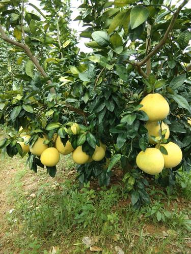 柚子皮还有这几种用途呢!大家快来了解一下吧